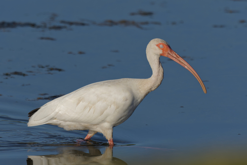 White Ibis