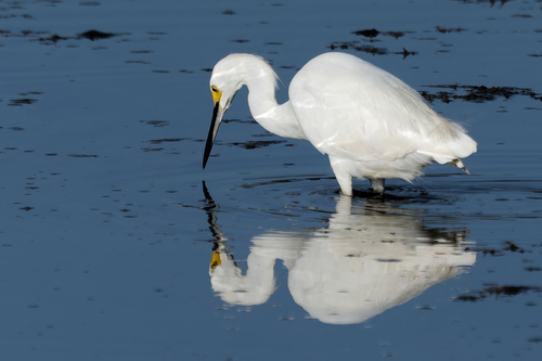 Snowy Egret
