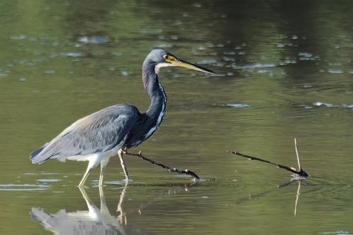 Tricolored Heron