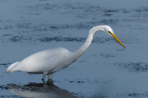 Great Egret