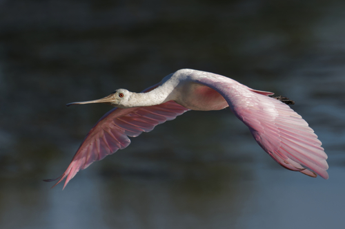 Roseate Spoonbill