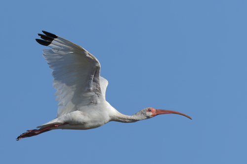 White Ibis