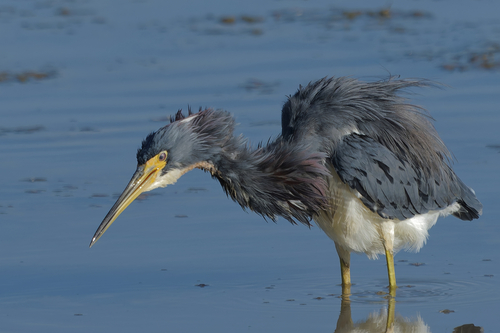 Tricolored Heron