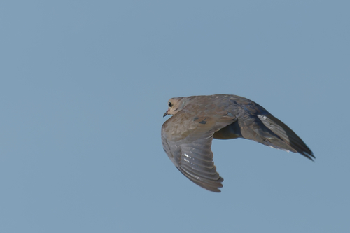 Mourning Dove