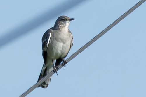 Northern Mockingbird