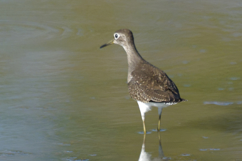 Solitary Sandpiper
