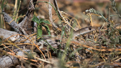 Psammophis brevirostris
