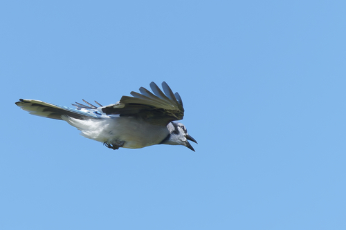 Blue Jay