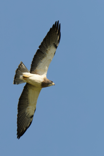 Swainson's Hawk