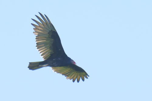 Turkey Vulture