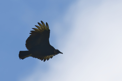 Black Vulture