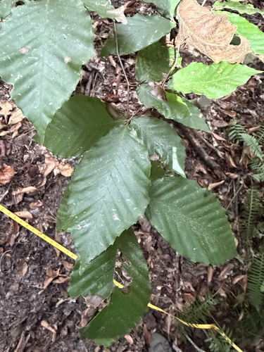 American beech