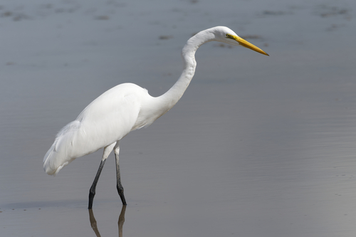 Great Egret