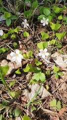 Oxalis acetosella