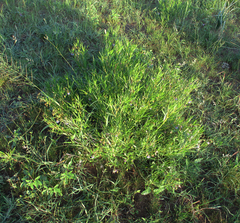 Trichodesma angustifolium