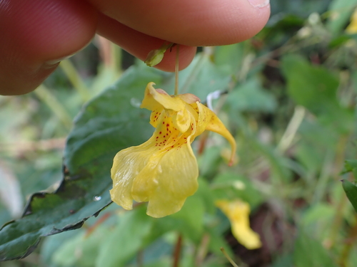Touch-me-not Balsam