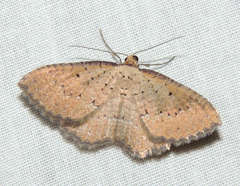 Chrysolarentia microcyma