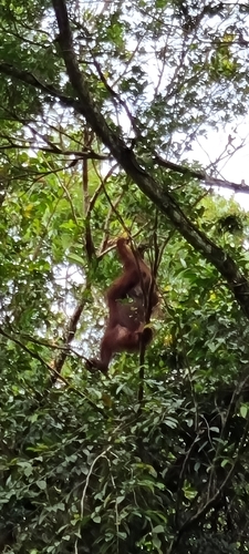 Northeast Bornean Orangutan