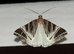 Phrataria replicataria