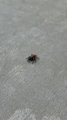 Apache Jumping Spider