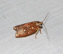 Euchaetis metallota