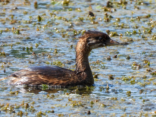 Pied-billed Grebe