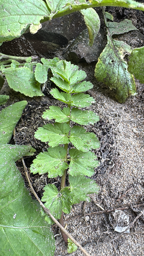 Oenanthe sarmentosa observed 2026-09-26