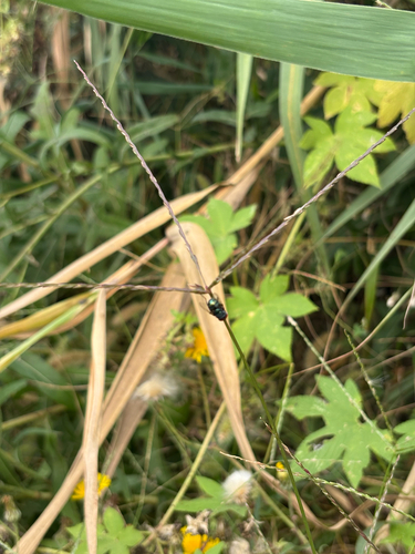 Oriental Latrine Fly