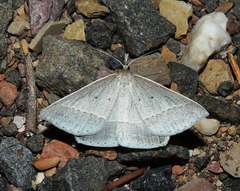 Epidesmia perfabricata