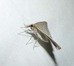 Epidesmia perfabricata