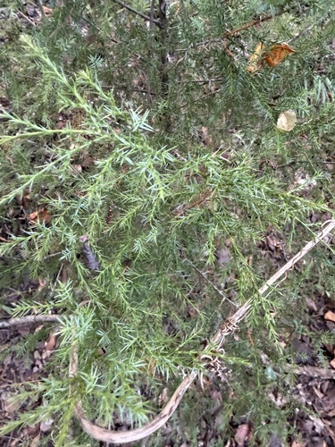 eastern redcedar