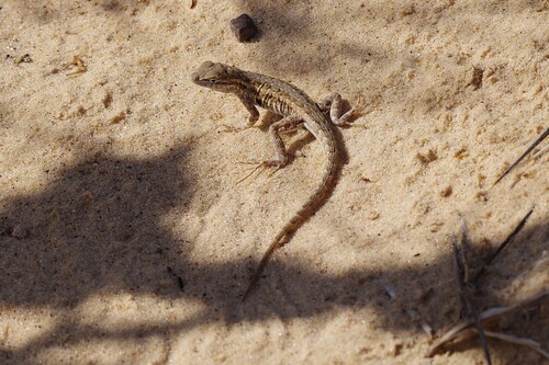 Common Side-blotched Lizard