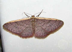 Idaea costaria