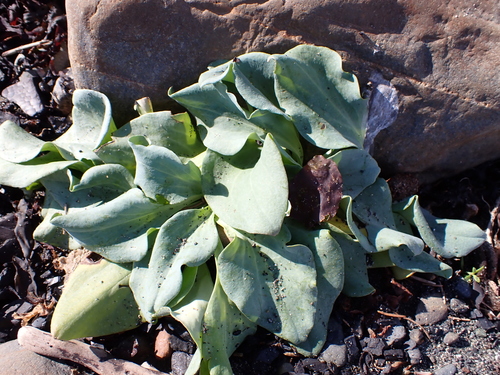 Oysterplant