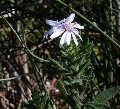 Olearia paucidentata