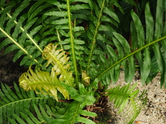 Blechnum brasiliense