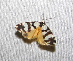 Thallarcha trissomochla