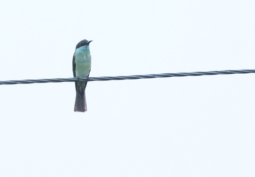 Blue-throated Bee-eater
