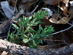Olearia paucidentata