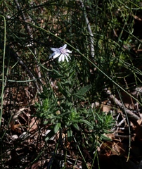 Olearia paucidentata