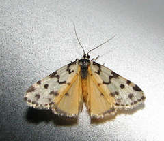 Thallarcha jocularis