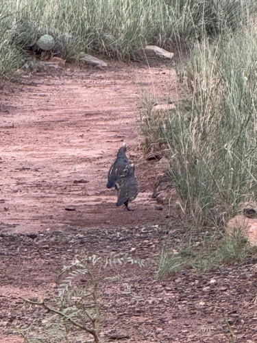 Scaled Quail