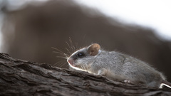 Thallomys nigricauda