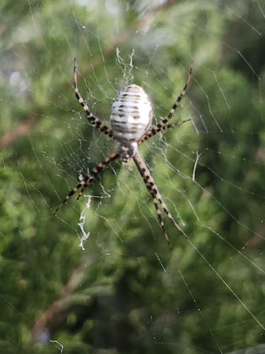 Banded Garden Spider