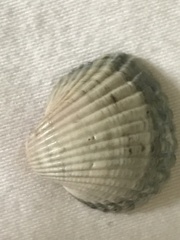 Acanthocardia tuberculata