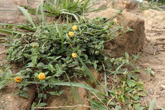 Sida rhombifolia insularis