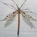 Tipula longiventris - Photo (c) Paul Bedell, algunos derechos reservados (CC BY-SA), subido por Paul Bedell
