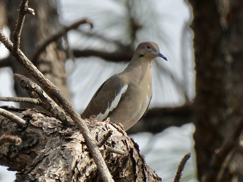White-winged Dove