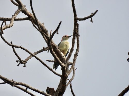 Red-bellied Woodpecker