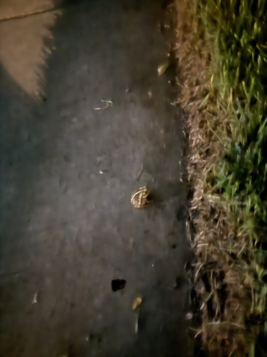 Gulf Coast Toad